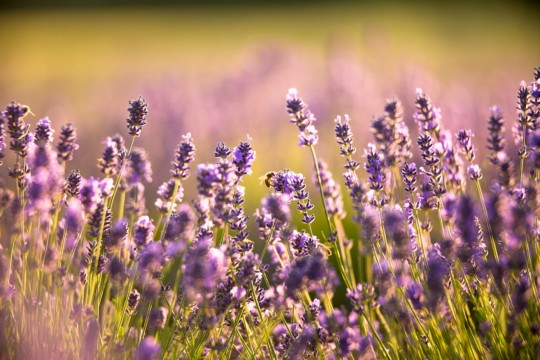 Lavendel.jpg