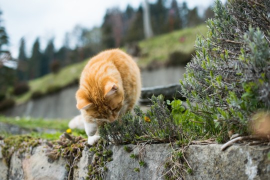 cute-ginger-cat-playing-with-grass-rocks_181624-14853.jpg